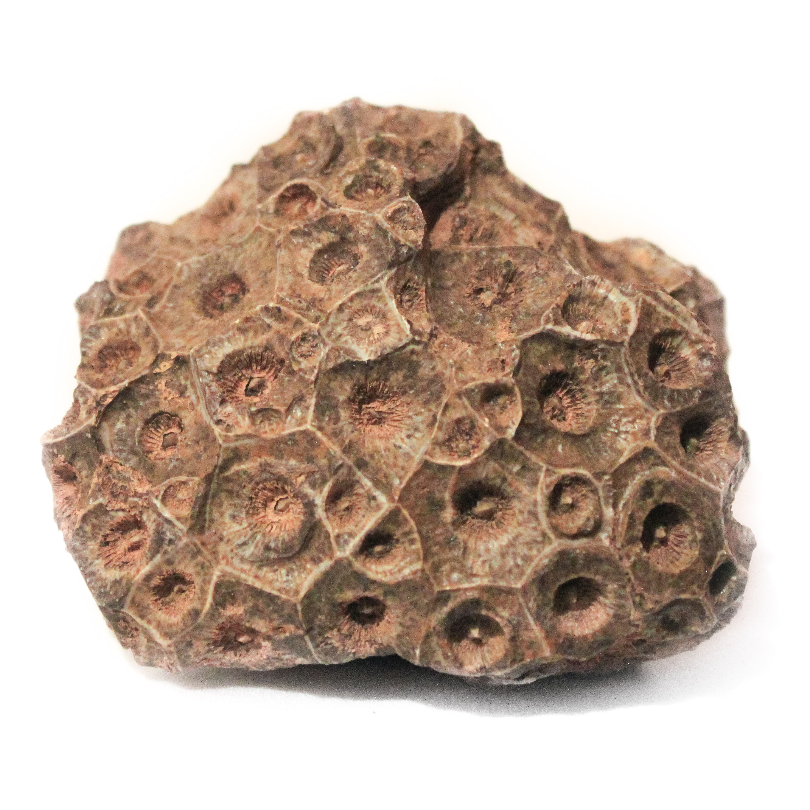 Fosilní korál (Maroko) 12 cm